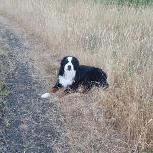 Meet your Posher, Dana